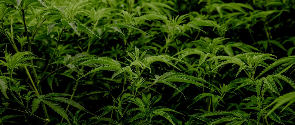Cea mai mare plantație de marijuana din Europa, descoperită în Spania. Aproximativ 135.000 de plante au fost modificate genetic