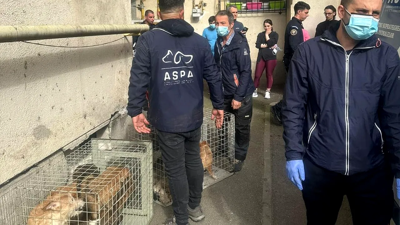 25 de câini ținuți în condiții mizere într-un apartament din București, salvați de ASPA