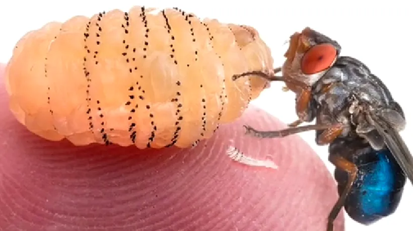 Un entomolog a observat câteva larve sub propria piele și a decis să le lase acolo să se dezvolte. Iată rezultatul