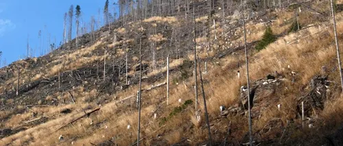 Dosarul retrocedărilor ilegale de păduri va fi reluat de la zero la Curtea de Apel Brașov