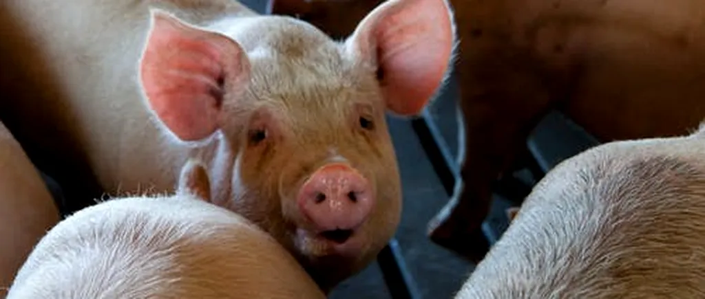 PREȚURI: Carnea de porc se va scumpi în Europa cu 25%, în câțiva ani. La noi, fermierii acuză autoritățile că n-au făcut nimic să oprească pesta porcină africană