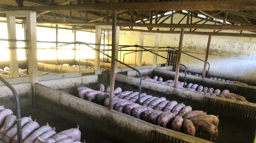 Pestă porcină la o fermă din Timiș, unde 39.000 de animale vor fi sacrificate. Ce spune prefectul despre situația de acolo