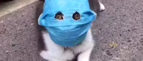 CAZ RAR. Un belgian cu coronavirus și-a infectat pisica / Ce spun veterinarii despre acest caz