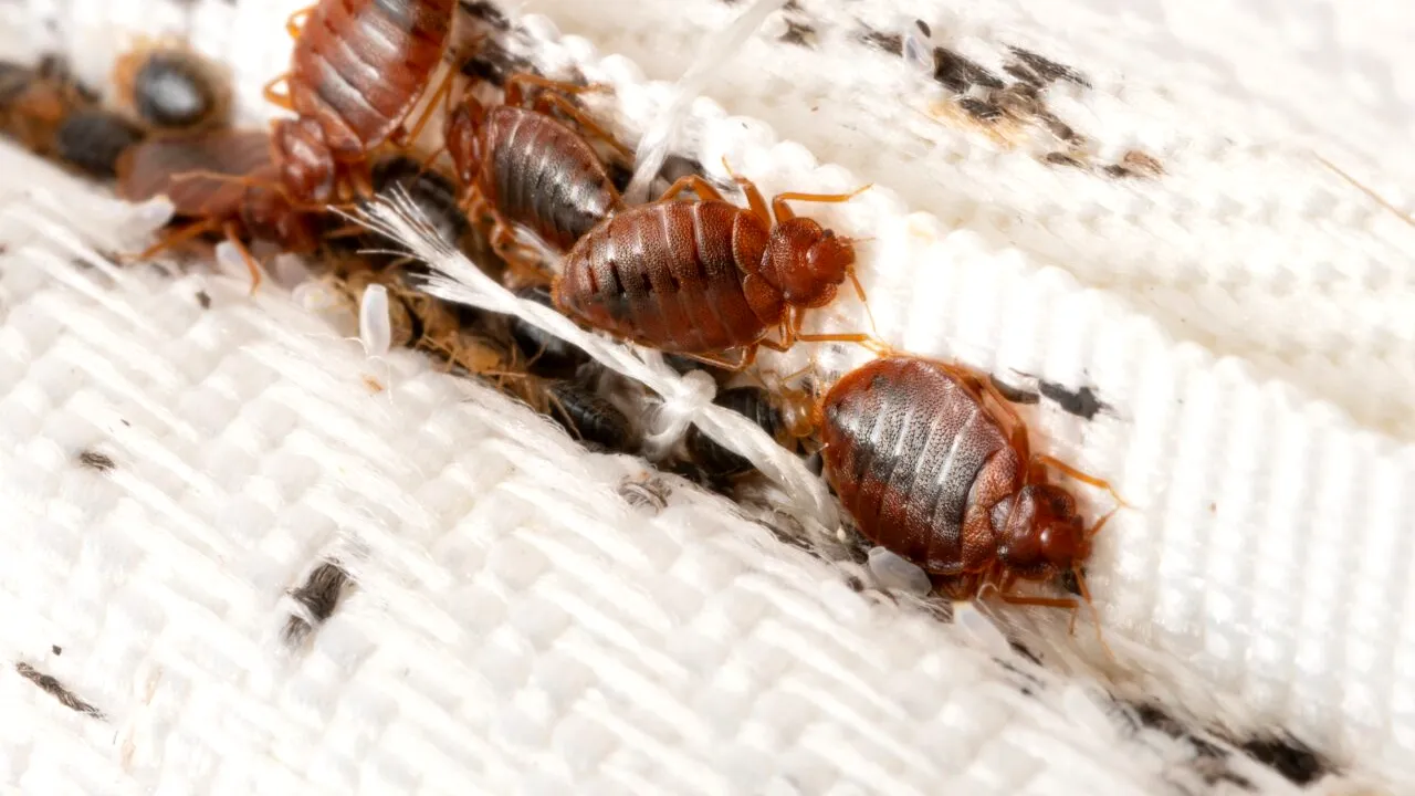 Cum scăpăm de PLOȘNIȚELE de pat. Ce trebuie să știi pentru a te bucura, din nou, de casa ta