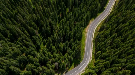 Noul Cod Silvic, aprobat în Parlament. Drumurile forestiere vor fi supravegheate VIDEO