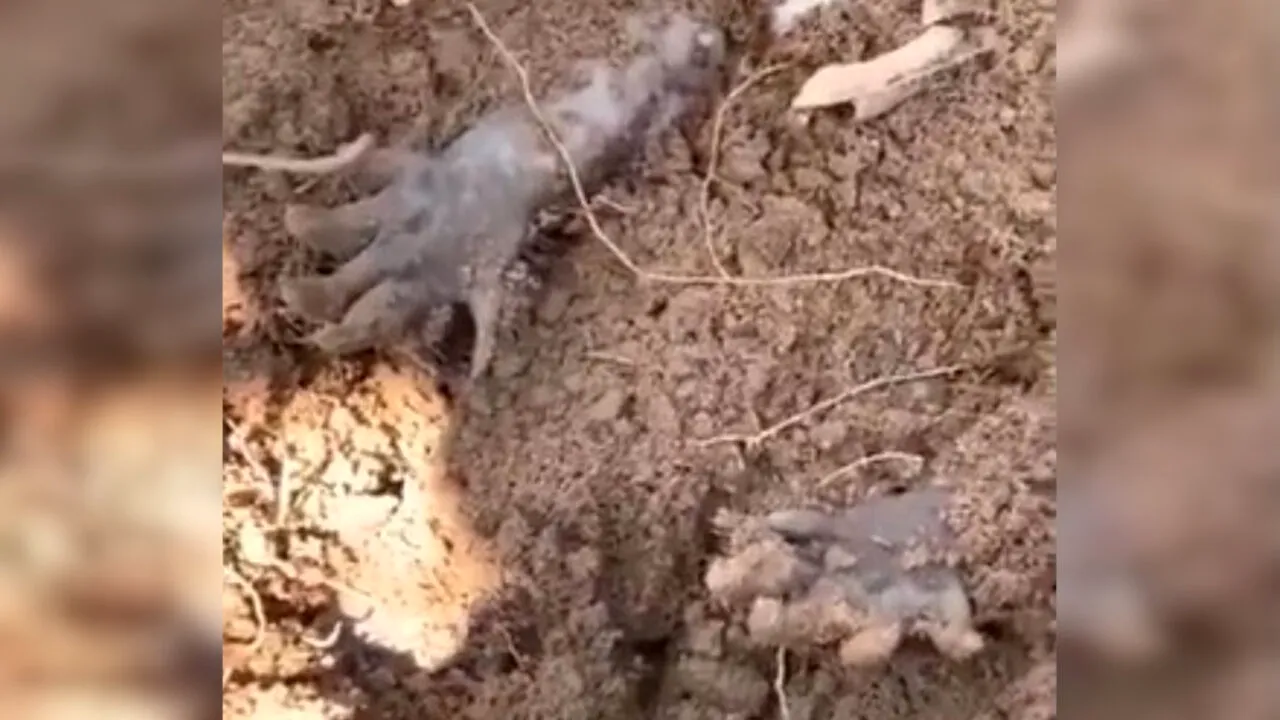 VIDEO | A dat peste aceste gheare care ieșeau din pământ. A tras de una și a încremenit!