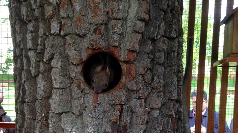 Primăria Bistrița a dat 3.000 de euro pe o căsuță pentru veverițe