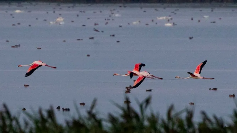 Patru păsări flamingo, observate în Tulcea 