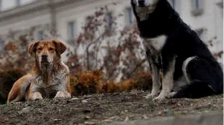Bucureștiul, orașul maidanezilor. Peste 8000 de oameni au fost mușcați de câini în acest an. Incapabilă să găsească soluții, municipalitatea acuză: 