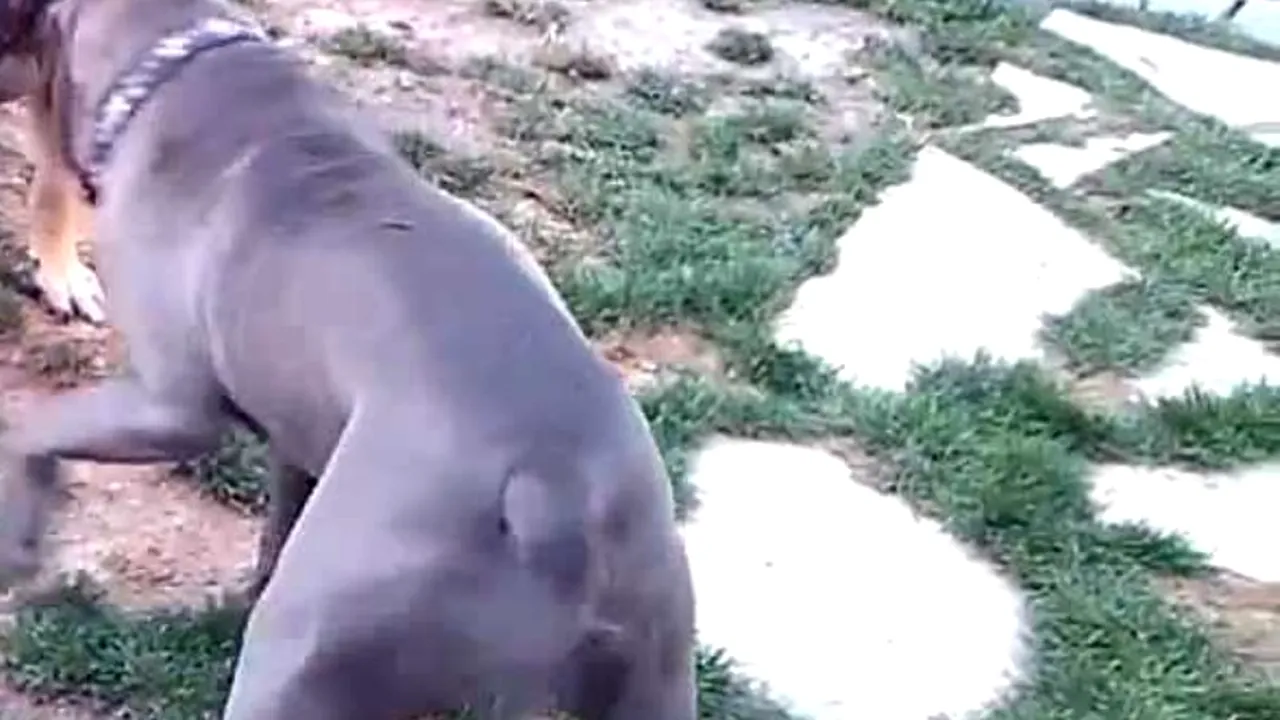 Doi români, arestați la Roma după ce câinele acestora a mușcat o femeie, care este în stare gravă