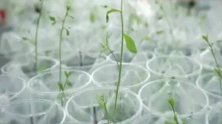 Planta minune obținută de cercetătorii de la Fundulea. S-a obținut o producție de două ori mai mare