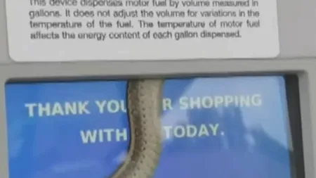 Șarpe, captiv în zona ecranului unei pompe dintr-o benzinărie. Clientă: Am crezut că e o farsă - VIDEO