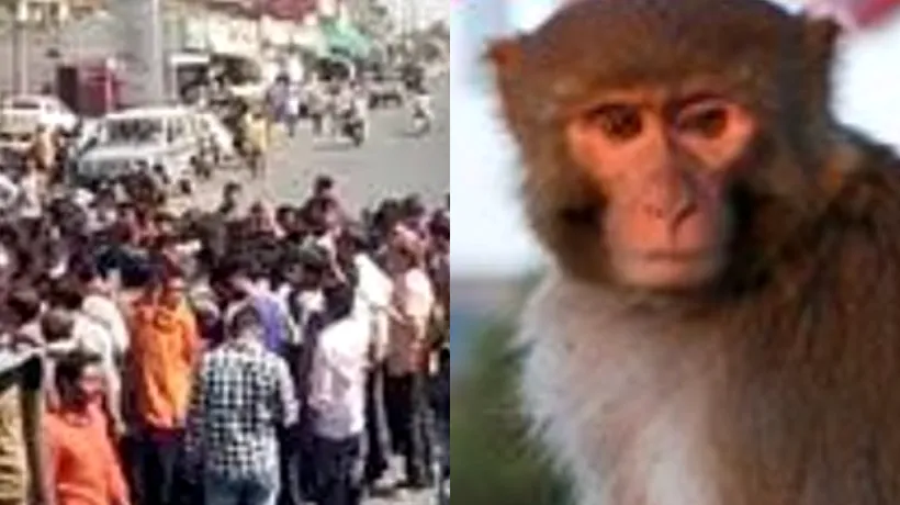 Localnicii dintr-un oraș indian au ieșit în stradă, după ce o maimuță a ucis un bărbat și a rănit alte zece persoane