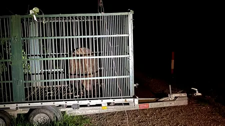 Autoritățile din Brașov au capturat un urs care intra frecvent în zonele locuite. Animalul, relocat anterior, a fost eutanasiat