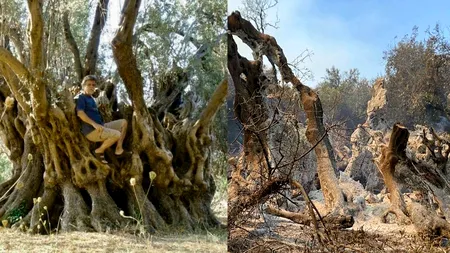 Măslin vechi de 2500 de ani, ars în incendiile din Grecia. Filosoful Strabon l-a prezentat în scrierile sale