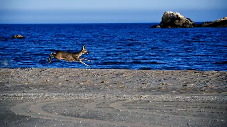 Fugăriți de un cerb, pe o plajă de nudiști. Din păcate pentru ei, salvarea a venit și cu o amendă pentru nerespectarea carantinei