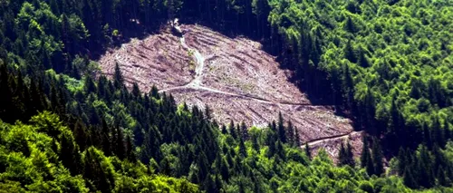 Tánczos Barna anunță un nou instrument împotriva tăierilor ilegale de păduri