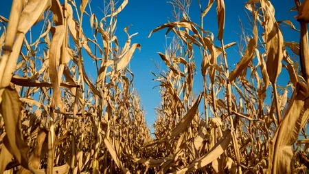 Agricultura României, sub asediul SECETEI. Recoltele, decimate de valul de căldura istoric