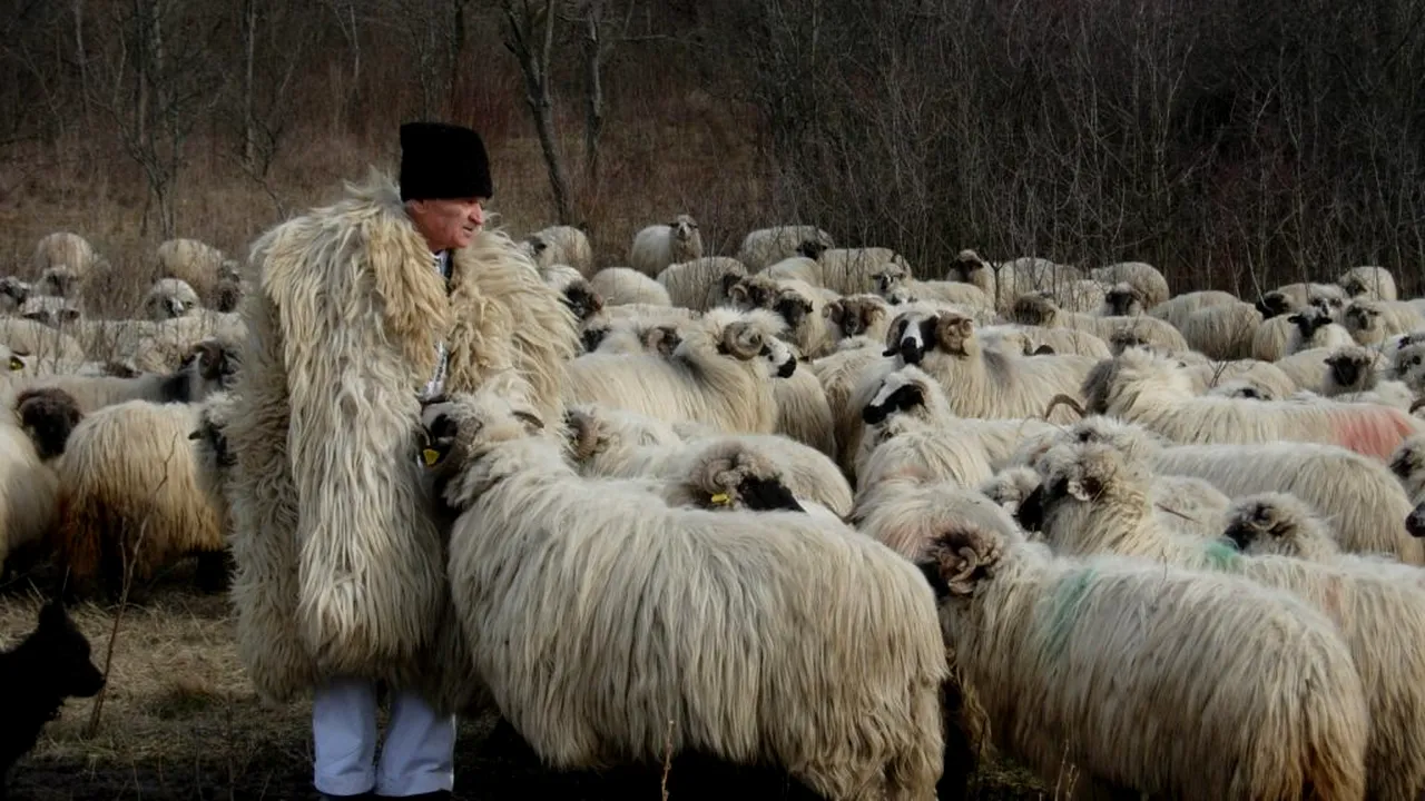 Mașină lovită cu parul de un cioban în Teleorman, pentru că nu a oprit ca să traverseze oile