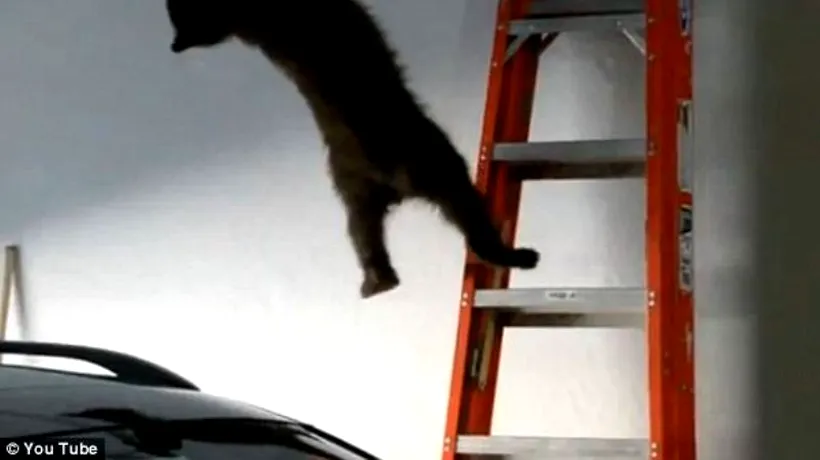 VIDEO. Un pui de urs face acrobații într-un garaj