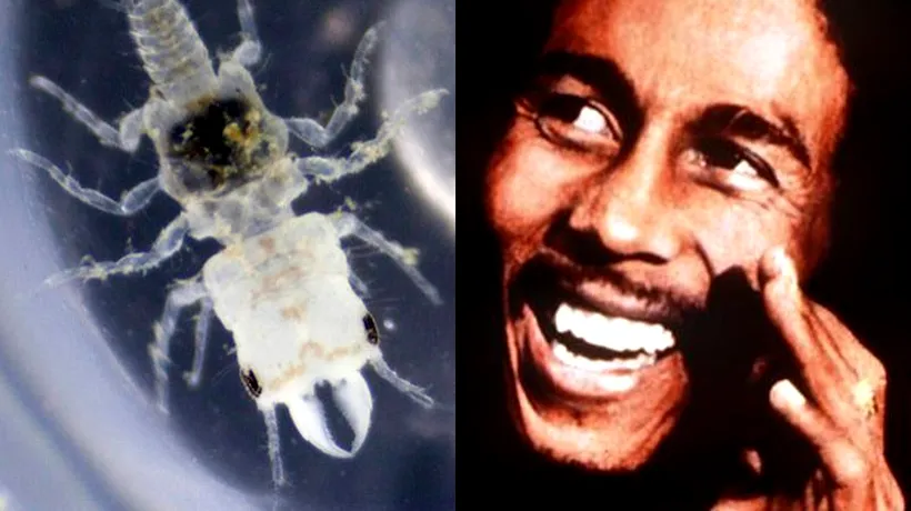 Numele cântărețului Bob Marley, acordat unei specii de crustacee
