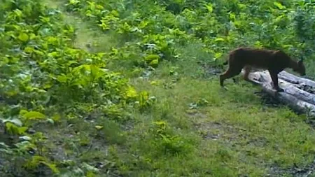 Imagini incredibile cu un RÂS într-o pădure. Animalul sălbatic inspectează teritoriul
