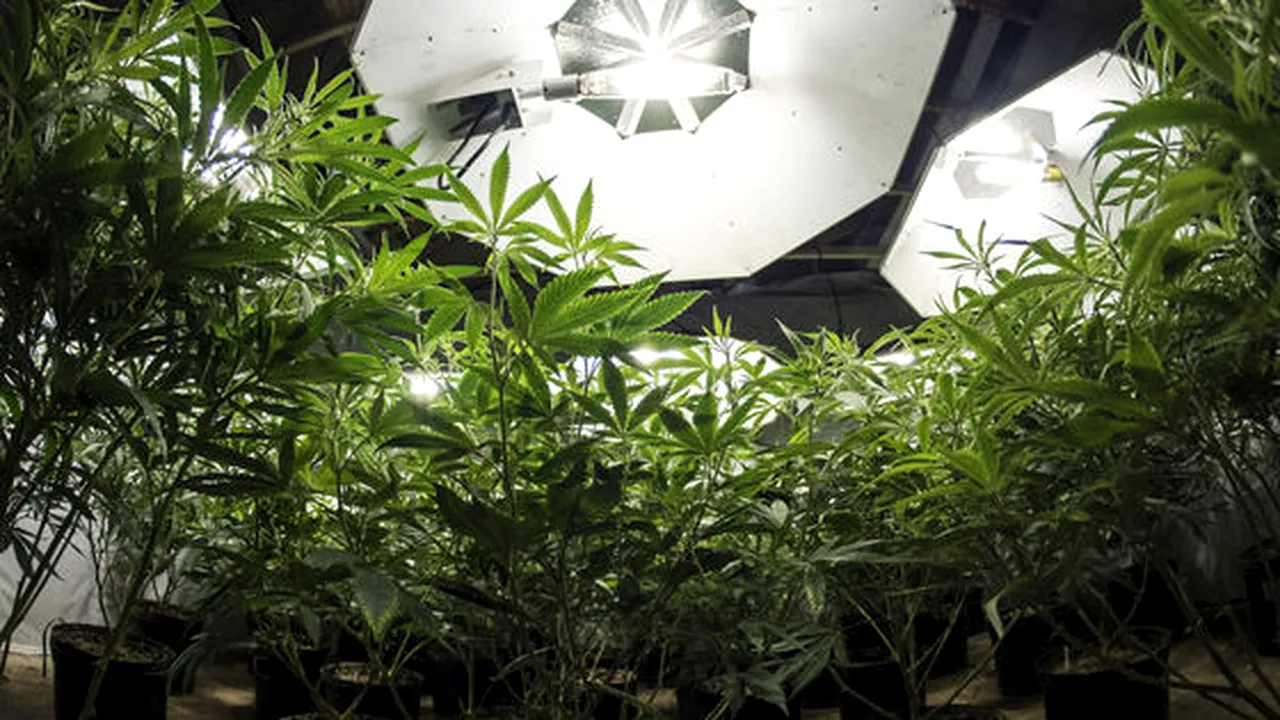 Cultivarea CANABISULUI a devenit un sport național. Vezi UNDE au mai descoperit polițiștii o seră de MARIJUANA și cât de bine erau ÎNGRIJITE plantele