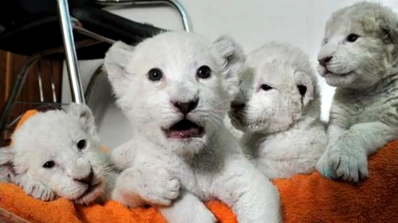 Caz extrem de rar în Ucraina: pui albi de leu născuți în captivitate