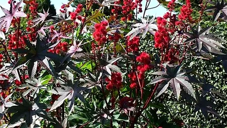 Planta uitată, populară în comunism, care poate aduce un PROFIT de 30.000 de euro la hectar / Cultivarea acesteia nu este costisitoare!