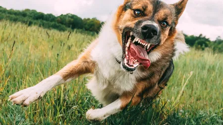 Rezultatul necropsiei în cazul femeii ucise de câini: secționarea arterei femurale a fost cauza directă a morții