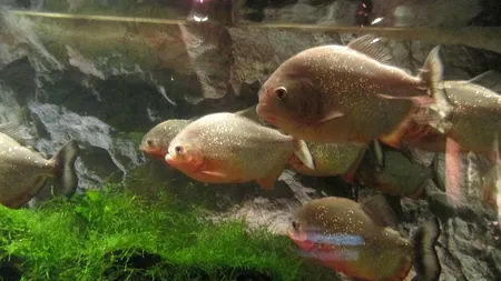 În cât timp devorează PIRANHA un câine întreg/Cei mai periculoși pești din lume, capabili de performanțe incredibile