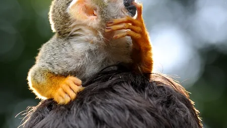 Premiile Darwin 2013 pentru prostie extremă. Cine este marele câștigător