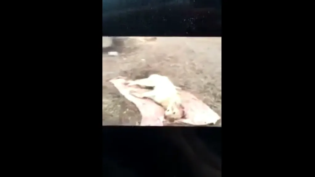 Caz revoltător în Vaslui. Un câine a fost găsit spânzurat și cu urechile tăiate / Poliția: Face atâta tam-tam pentru niște javre - VIDEO