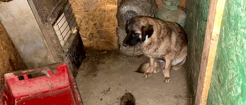 Răspunsul HALUCINANT al DSVSA, după ce a intrat în Adăpostul Groazei din București: „Nu au fost identificați câini cu semne de boală” / În realitate, spun medicii veterinari, cățeii aveau plăgi infectate, paraziți, dermatite și erau foarte slabi! EXCLUSIV