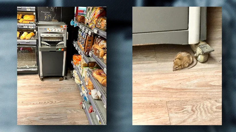 Un șobolan a lăsat un cvartal de blocuri fără pâine. Rozătorul a atacat raionul de panificație al unui magazin din București