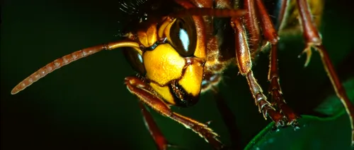 O specie periculoasă de viespi din Asia ar putea invada Marea Britanie