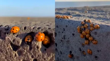 Invazie de buburuze la malul mării. Turiștii se plâng că sunt peste tot. Ce zic specialiștii - VIDEO