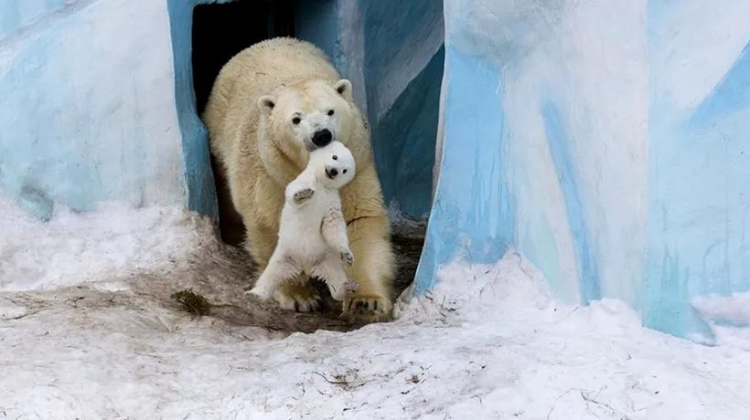 Dragostea părintească în rândul animalelor. GALERIE FOTO impresionantă