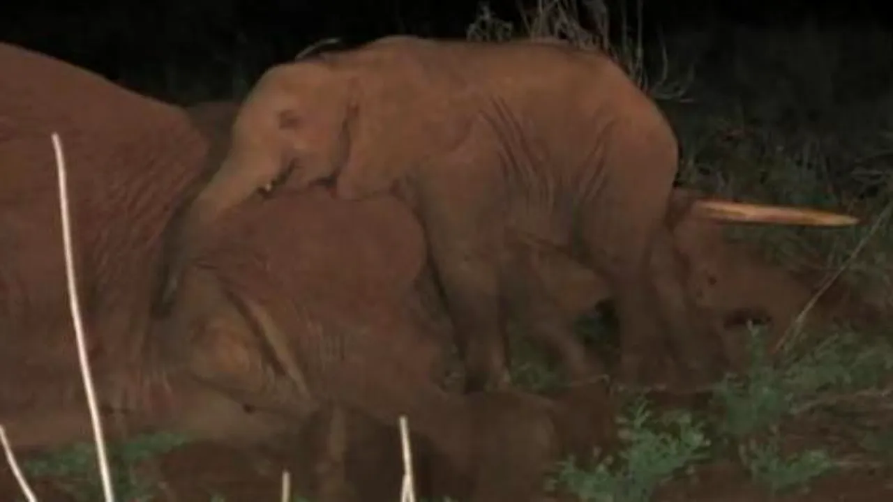 Imagini sfâșietoare. Cum își plânge un pui de elefant mama moartă