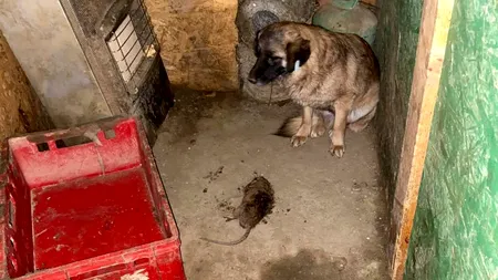 IMAGINI EXTREM DE ȘOCANTE din „Adăpostul groazei”, din București, unde au fost incendiați căței! S-au găsit animale în descompunere și câini care stăteau cu șobolani morți lângă ei! Cum este posibil așa ceva în 2021, într-o Capitală din Uniunea Europeană?
