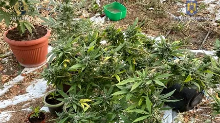 FOTO-VIDEO. Grădină de cannabis, descoperită de procurorii DIICOT, într-o comună din județul Olt / Un tânăr de 27 de ani a fost reținut
