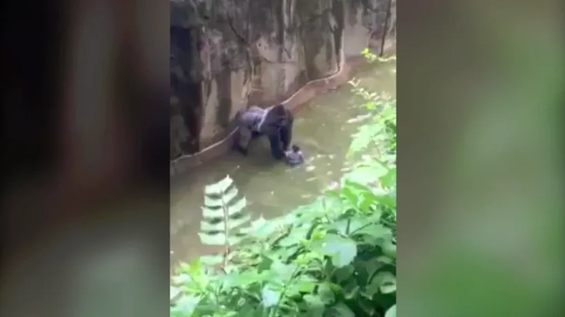 Momente terifiante la ZOO după ce un copil a fost prins de o gorilă