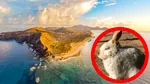În 1418, un navigator portughez a eliberat o iepuroaică pe insula Porto Santo. Ce s-a găsit 443 de ani mai târziu