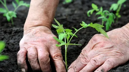 Cum intenționează Guvernul de la Sofia să stimuleze producția internă