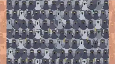 TEST IQ | Iluzie optică pentru genii. Poți găsi pisica ascunsă între porumbei?