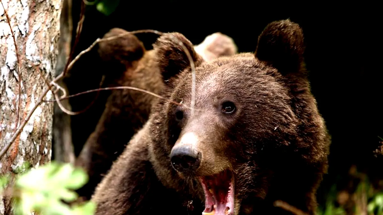 PERICOL. Urs văzut lângă pârtia de schi din Miercurea Ciuc / A fost emis un mesaj Ro-Alert