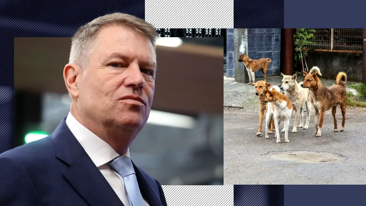 Președintele Klaus Iohannis a cerut modificarea legii gestionării câinilor fără stăpân