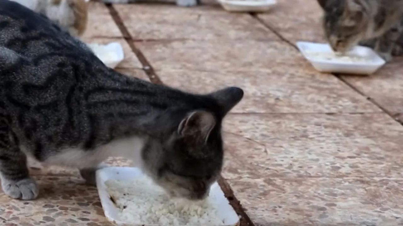 Un bărbat sfidează bombele din Siria pentru a îngriji pisicile „refugiate