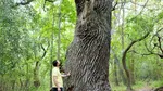Ministrul Mediului, de Ziua Pădurilor: Cele aproape 8.000 hectare noi de PĂDURE ne vor ajuta să luptăm cu efectele schimbărilor de climă