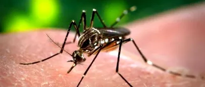 <span style='background-color: #dd3333; color: #fff; ' class='highlight text-uppercase'>SĂNĂTATE</span> EXPERT: Bolile transmise de țânțari, ca malaria și febra dengue, se răspândesc în Europa din cauza climei!